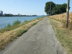 wieder dem Rhein entlang