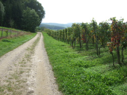 Drehung rechts mit Blick durch die Weinberge auf das Rheintal