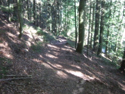Waldweg am Ende des Abstiegs