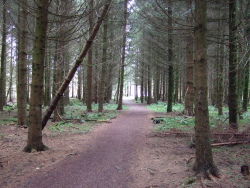 Typisch Wald
